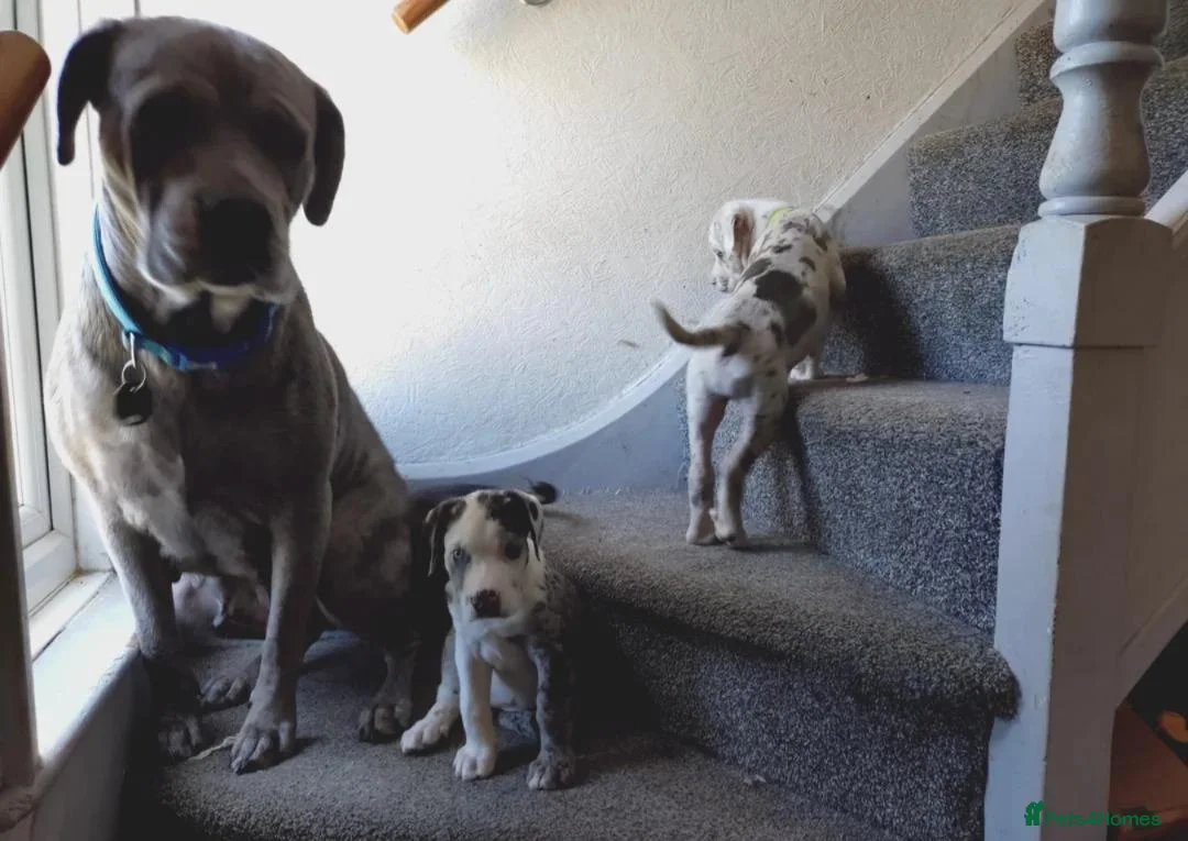 Cane Corso dogs for sale: ane Corso Puppies Seeking Forever Homes in Dunfermline - Advert 1