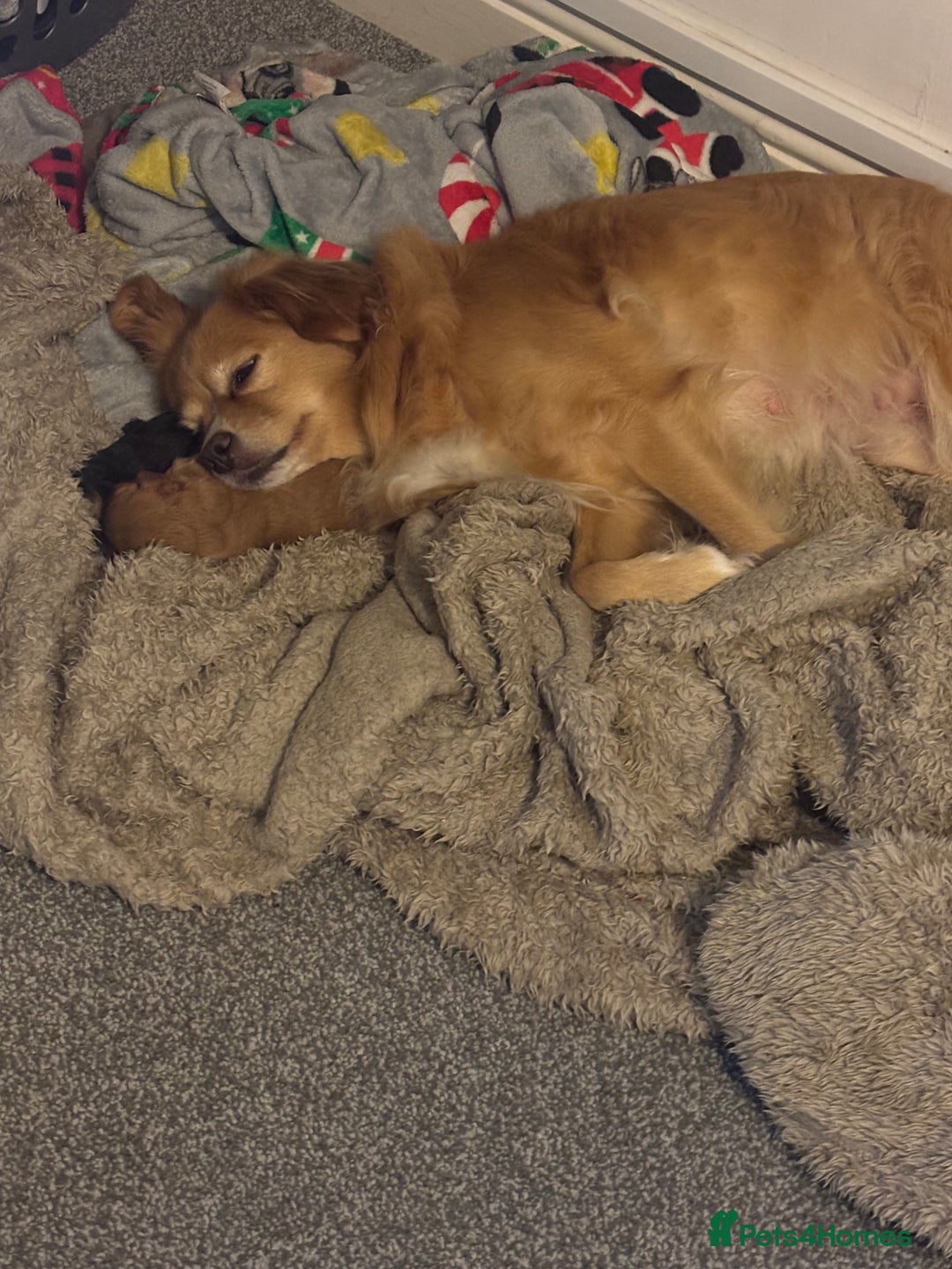 Mixed Breed dogs for sale: Fluffy tan girl ready for new home  - Advert 6