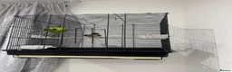 Finches birds for sale: Bulbul bird for sale in London - Advert 5