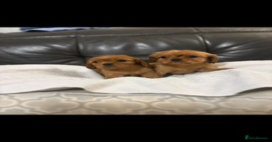 Cavalier King Charles Spaniel dogs - Advert 2