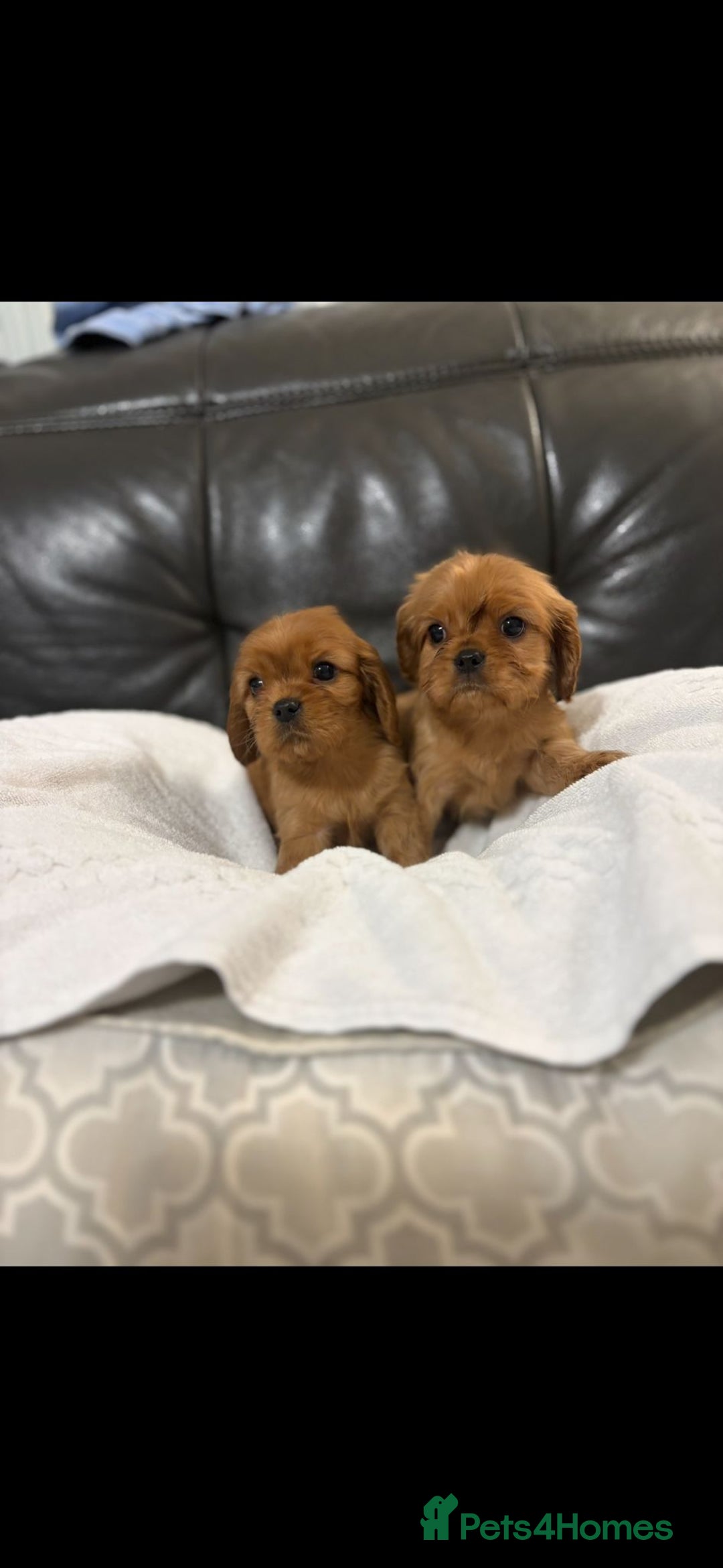 Cavalier King Charles Spaniel dogs for sale: Stunning King Charles cavalier pups (ruby)  - Image 2
