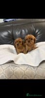 Cavalier King Charles Spaniel dogs - Advert 11