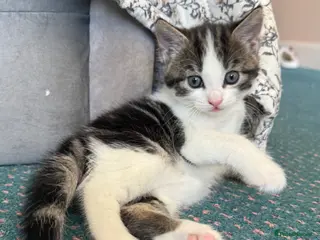 Mixed Breed cats 4 lovely kittens - Advert 7