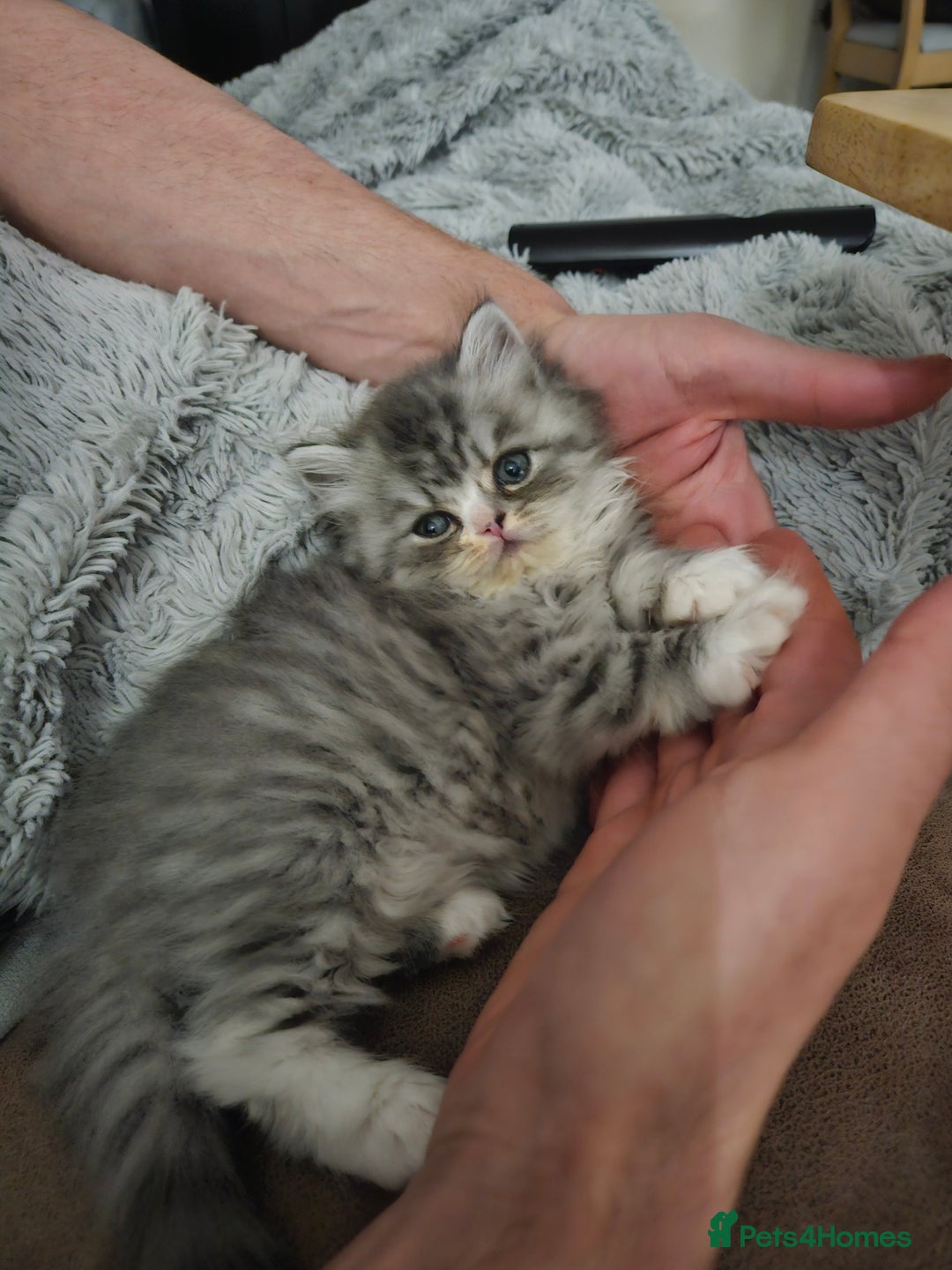Persian cats for sale: Stuning Persian Girl - Image 9