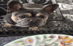 French Bulldog dogs for stud: Meet buddy a lilac frenchie looking for a bitch  - Image 6