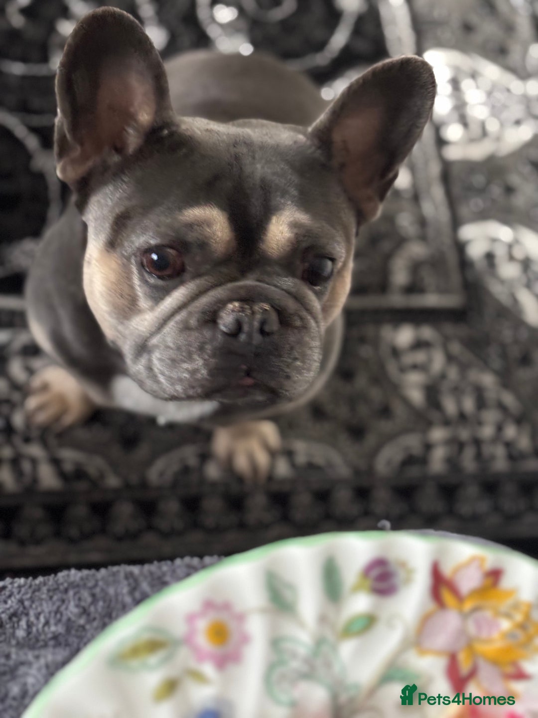 French Bulldog dogs for stud: Meet buddy a lilac frenchie looking for a bitch  - Image 6