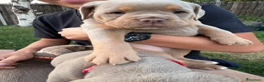Olde English Bulldogge purple collar