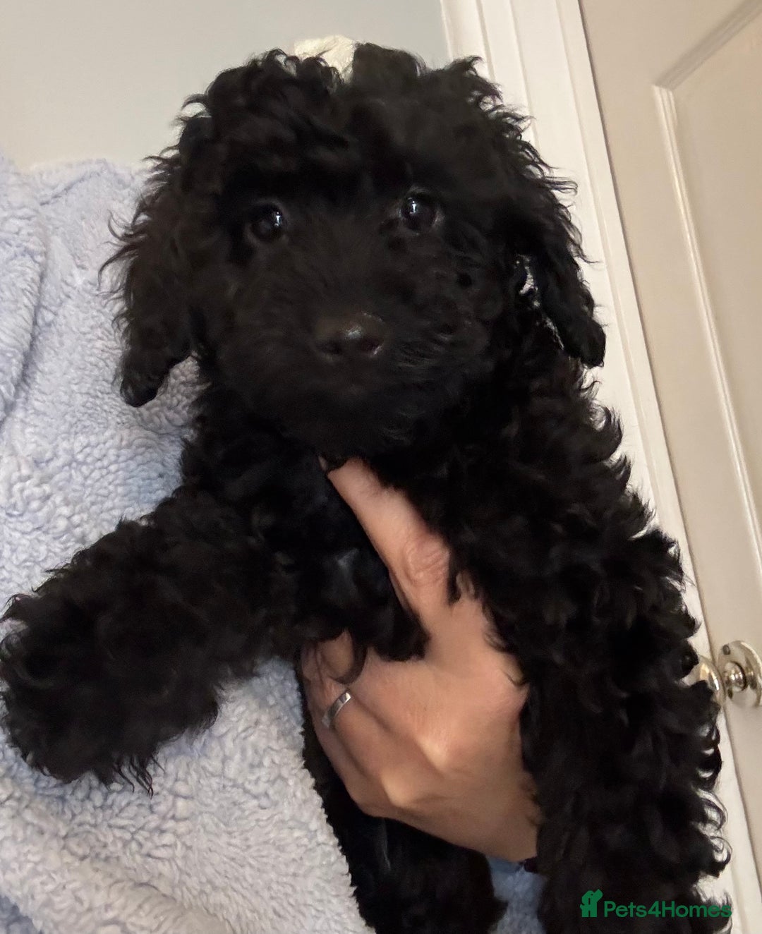 Toy Poodle dogs for sale: Beautiful hypoallergenic Toy poodle pups - Image 6