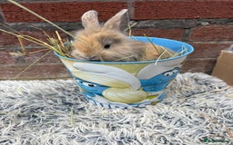 Lionhead rabbits for sale: Lion head female - Image 4