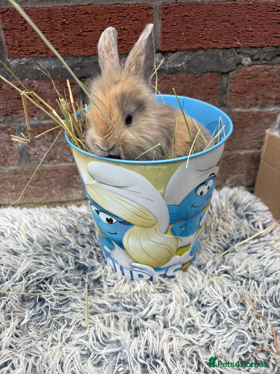 Lionhead rabbits for sale: Lion head female - Image 4