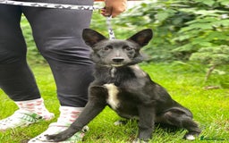 Mixed Breed dogs for adoption: ❤️Sandra, 7(8) month-old lower-medium girl ❤️ - Advert 1