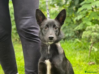 Mixed Breed dogs ❤️Sandra, 7(8) month-old lower-medium girl ❤️ - Advert 4
