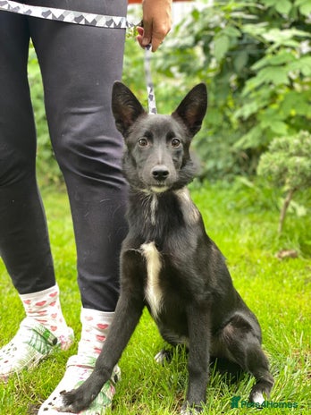 Mixed Breed dogs ❤️Sandra, 7(8) month-old lower-medium girl ❤️ - Advert 3