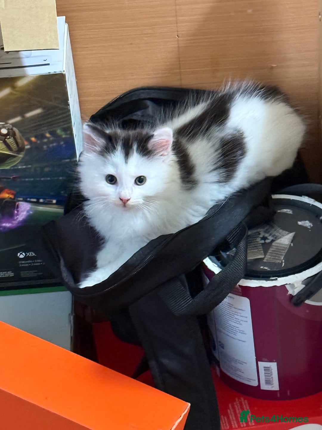 Mixed Breed cats for sale: Four beautiful kittens with lovely markings! - Image 5