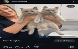 Ragdoll cats for sale: Proven healthy ragdolls 🐾 Sepias & traditionals   - Image 12