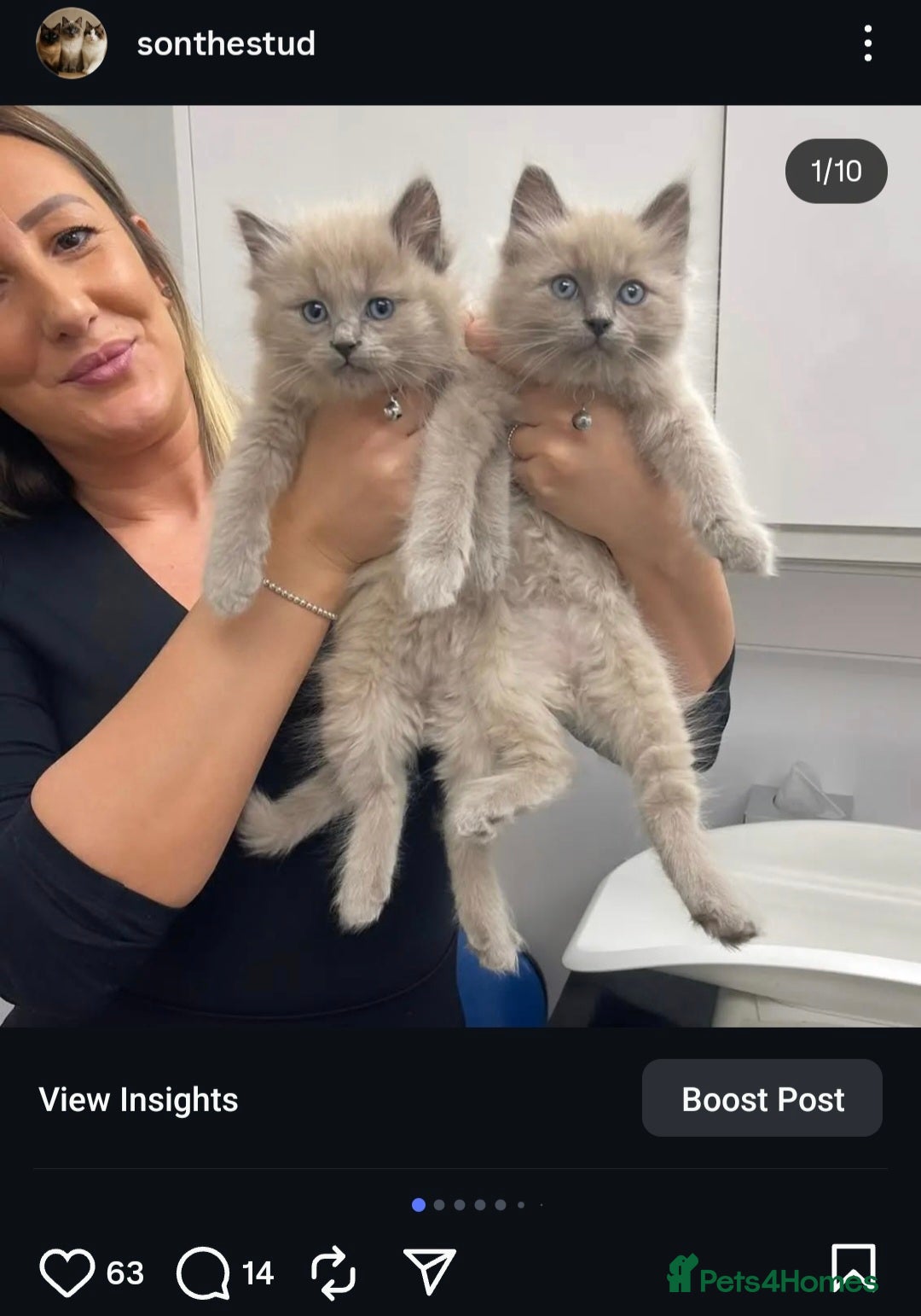 Ragdoll cats for sale: Proven healthy ragdolls 🐾 Sepias & traditionals   - Image 12