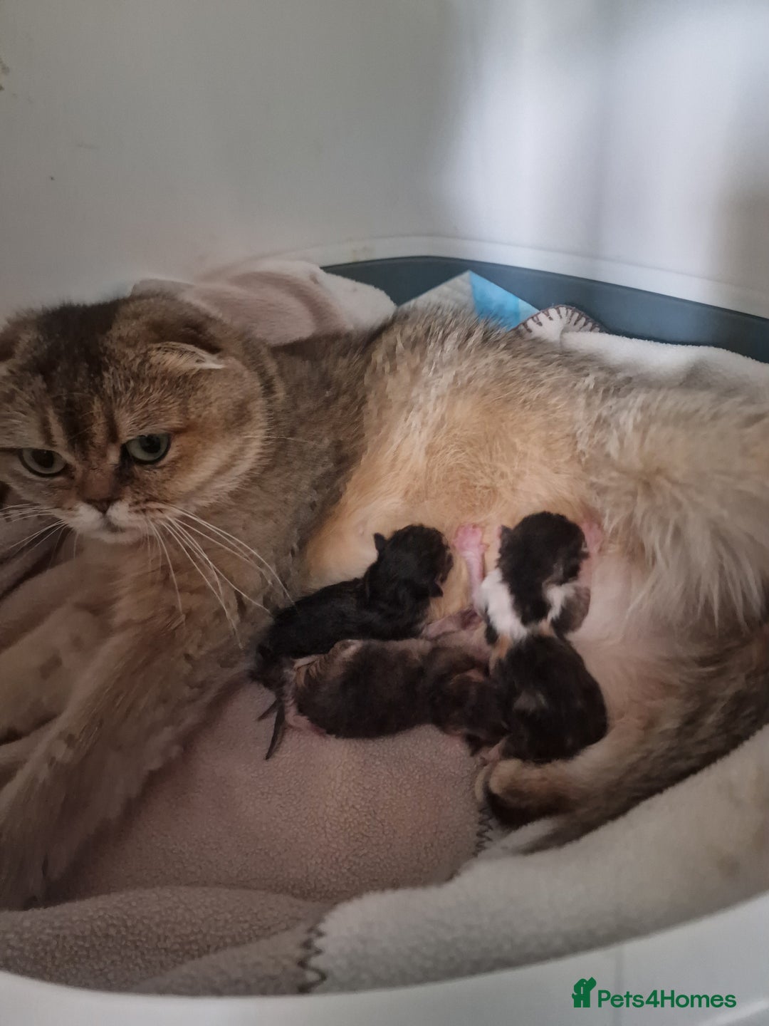 Scottish Fold cats for sale: TICA REGISTERED SCOTTISH BABIES  - Image 25