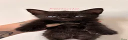 Domestic Shorthair cats for sale: 4 Kittens for sale 3 girls and 1 boy in Deal - Advert 7