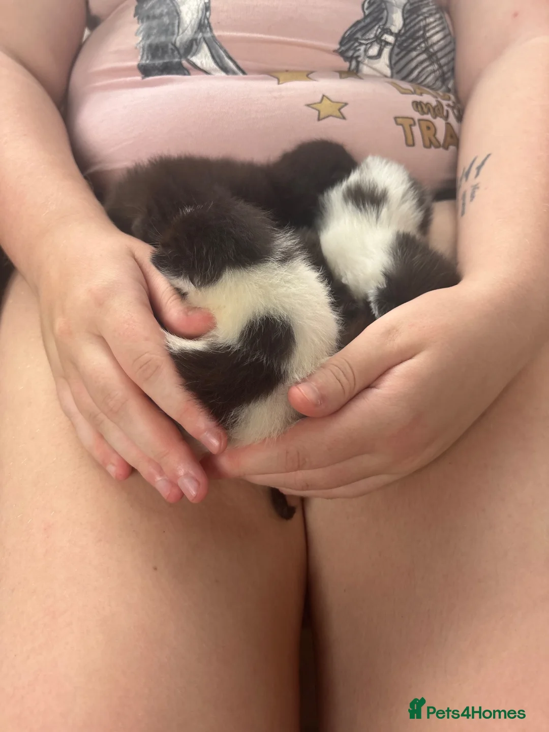 British Longhair cats for sale: 5 adorable kittens seeking forever homes - Advert 9