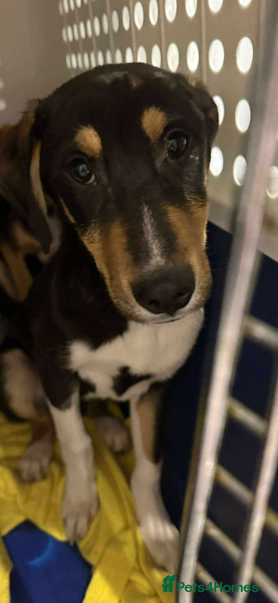 Mixed Breed dogs 💕 Drummer 💕 - Advert 1