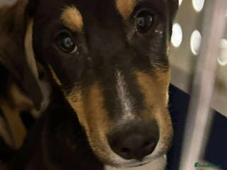 Mixed Breed dogs 💕 Drummer 💕 - Advert 15