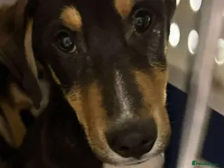 Mixed Breed dogs ๐ Drummer ๐ - Advert 4