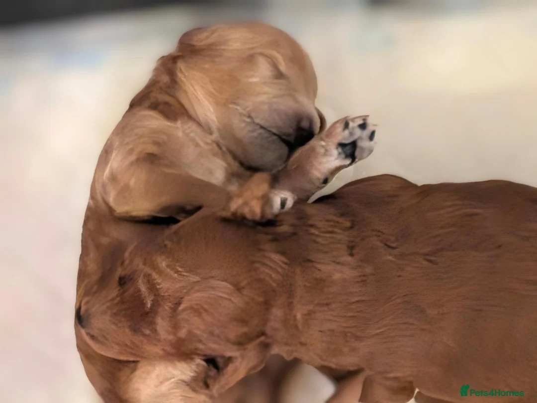 Toy Poodle dogs for sale: Beautiful Toy Poodle Puppies – Red & Apricot ❤️ - Advert 2