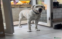 Labrador Retriever dogs for sale: Fully vaccinated chunky pedigree pups  - Advert 3