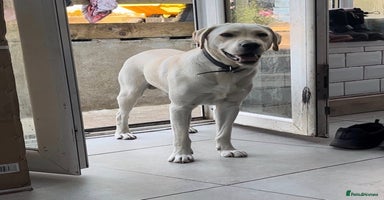 Labrador Retriever dogs Fully vaccinated chunky pedigree pups  - Advert 1