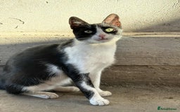 Mixed Breed cats for adoption: ☕ Moca ☕ is looking for her family!  - Image 3