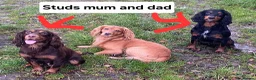Cocker Spaniel dogs for sale: LAST BOY RED COLLAR 🔴 - Advert 5