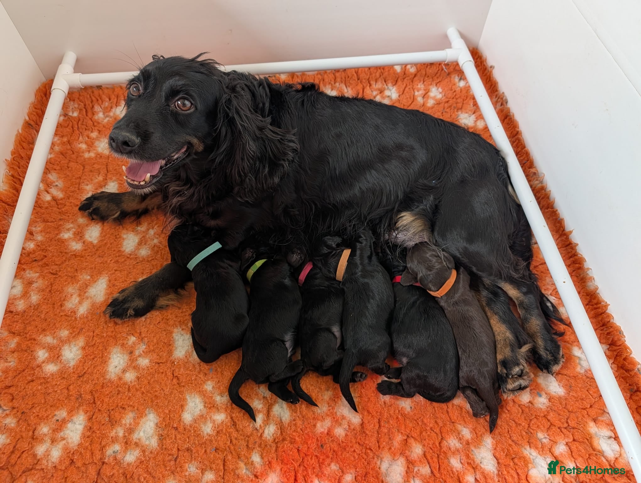 Cocker Spaniel dogs Health Tested Cocker Spaniel Puppies - Advert 14