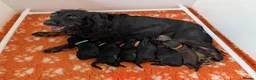 Cocker Spaniel dogs for sale: Health Tested Cocker Spaniel Puppies - Advert 1