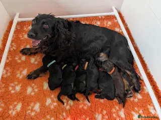 Cocker Spaniel dogs Health Tested Cocker Spaniel Puppies - Advert 3