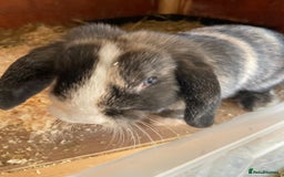 Mini Lop rabbits for sale: Beautiful mini lops - Image 9