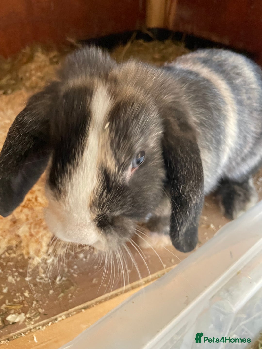 Mini Lop rabbits for sale: Beautiful mini lops - Image 9