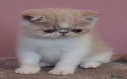 Exotic cats for sale: OUTSTANDING  QUALITY EXOTIC  KITTENS - Image 2