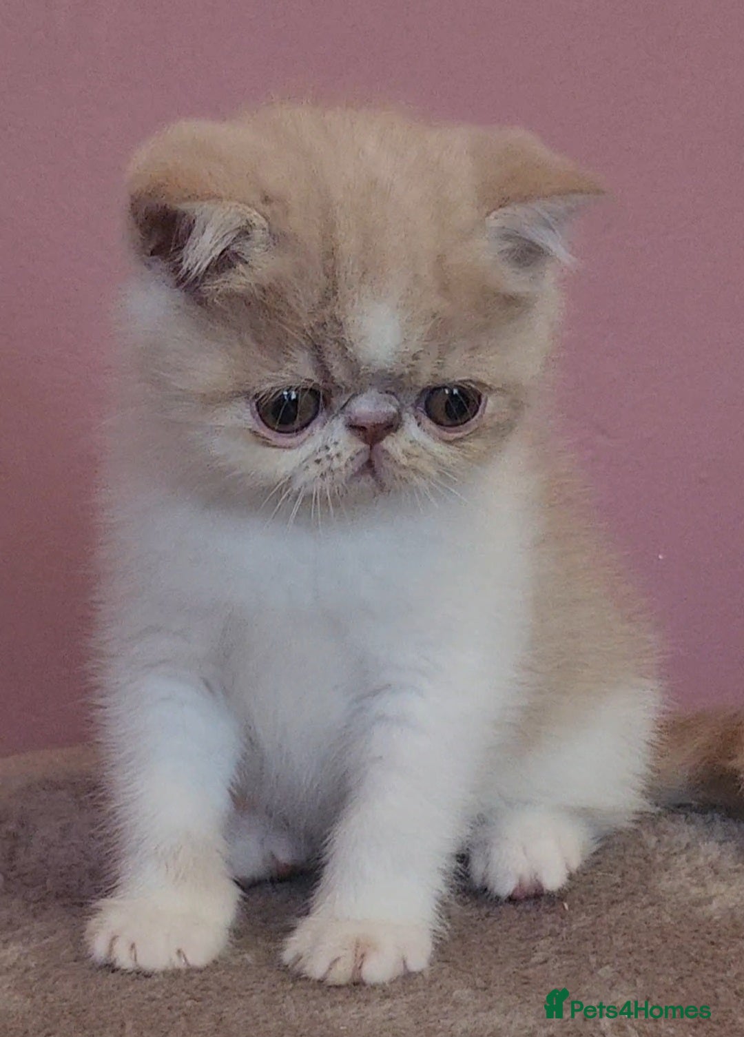 Exotic cats for sale: OUTSTANDING  QUALITY EXOTIC  KITTENS - Image 2