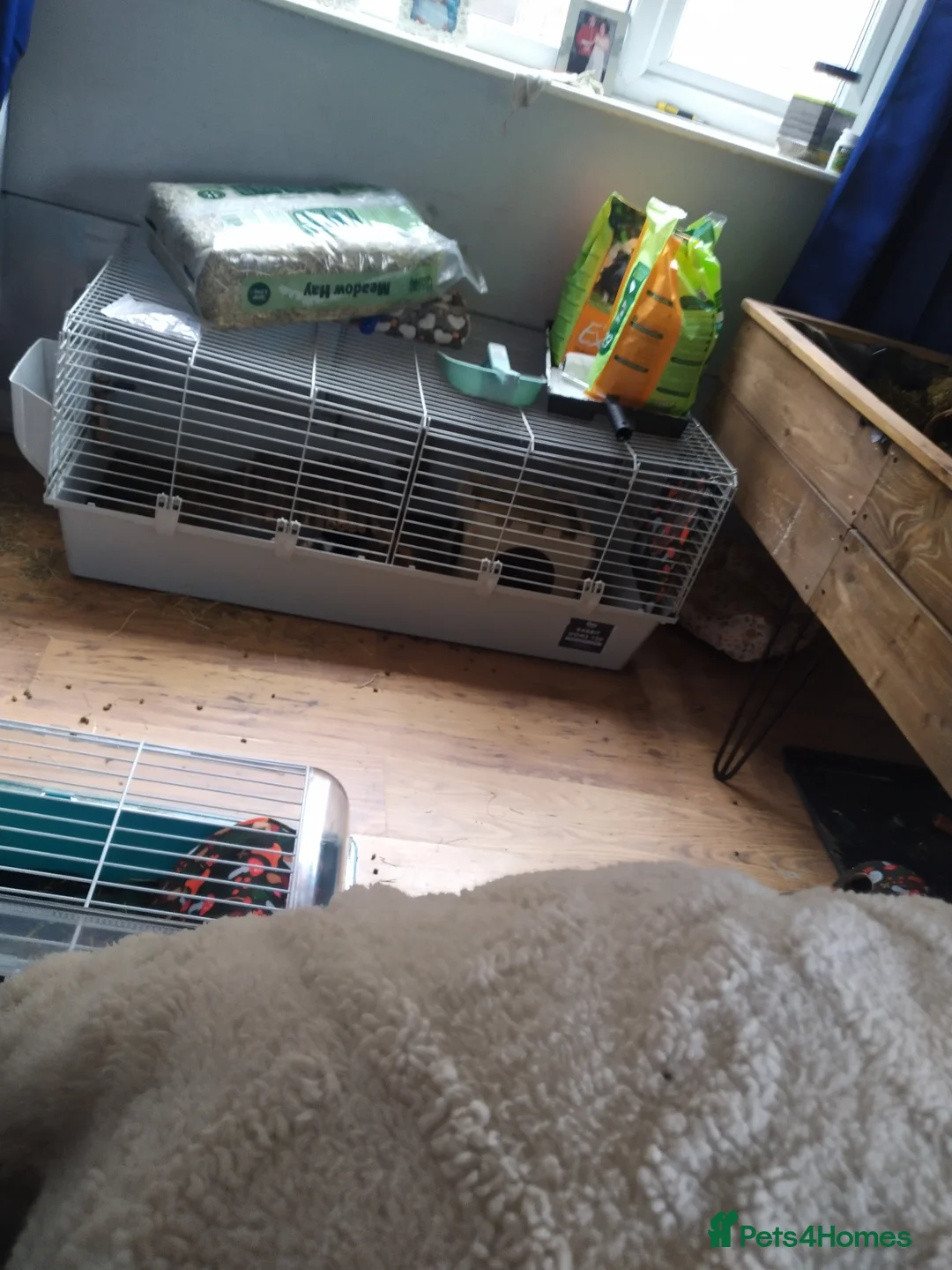 Guinea Pig rodents for sale: Four male guinea pigs  - Advert 1