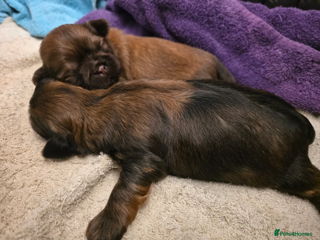 Shih Tzu dogs for sale: Two Beautiful Full Pedigree Shih Tzu Girls - Advert 18