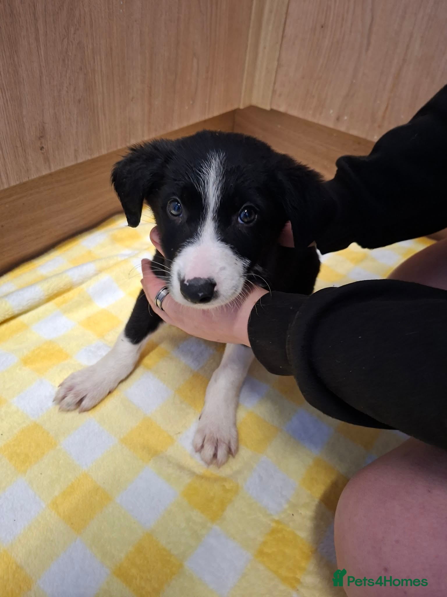 Border Collie dogs for sale: 4 male Border Collies for sale  - Advert 8