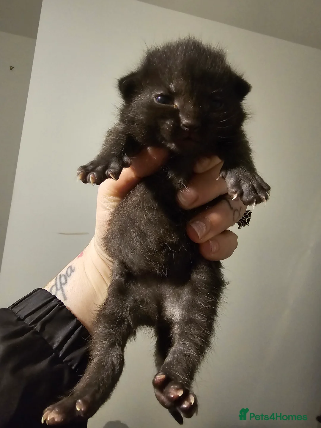 Mixed Breed cats for sale: 3 beautiful tabby kittens  - Advert 5