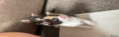 Mixed Breed Kitten 3