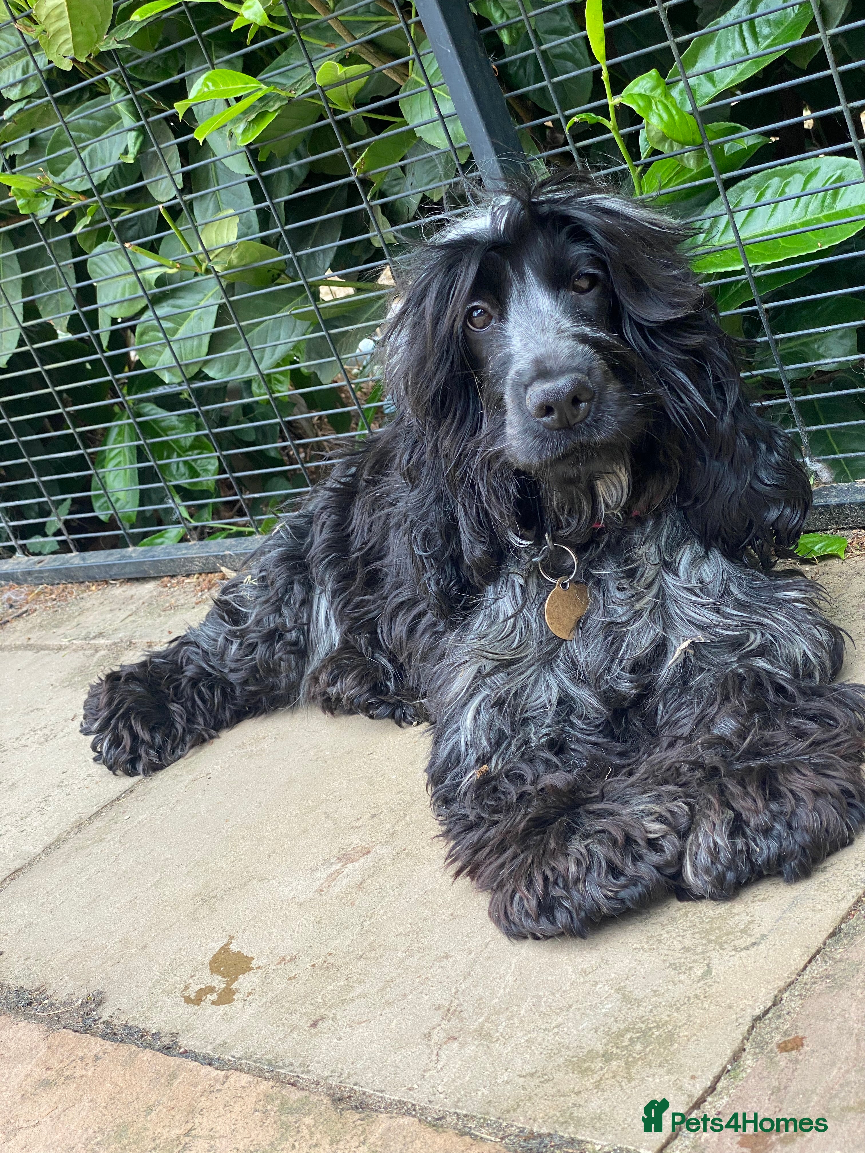 Cocker Spaniel dogs ‼️ ATTENTION PLEASE ‼️ - Advert 2