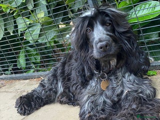 Cocker Spaniel dogs ‼️ ATTENTION PLEASE ‼️ - Advert 8