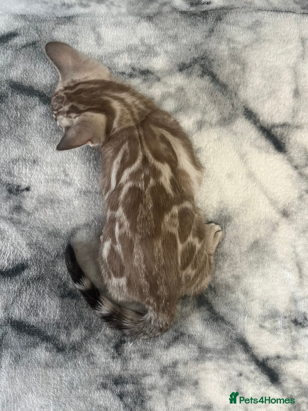 Bengal cats for sale: 🏡Stunning Tica registered Bengal Kittens  🐾 - Image 27