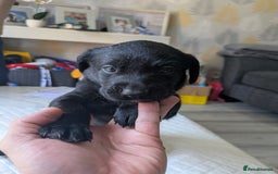 Labrador Retriever dogs for sale: Retriever Labrador puppys for sale - Image 14
