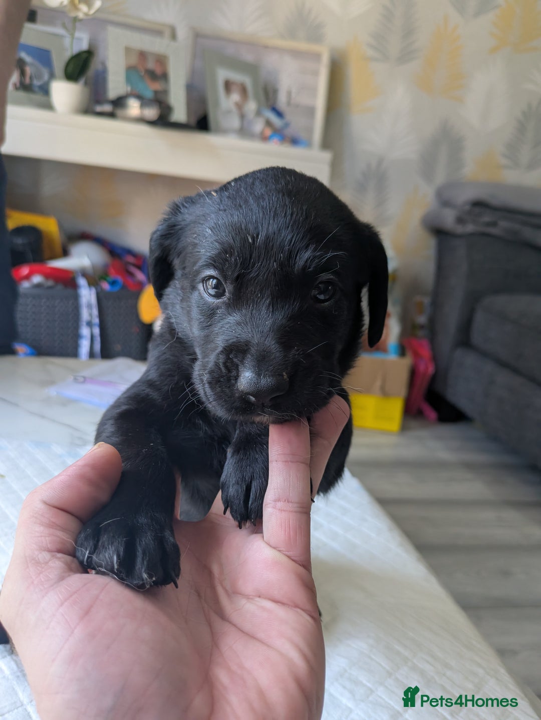 Labrador Retriever dogs for sale: Retriever Labrador puppys for sale - Image 14