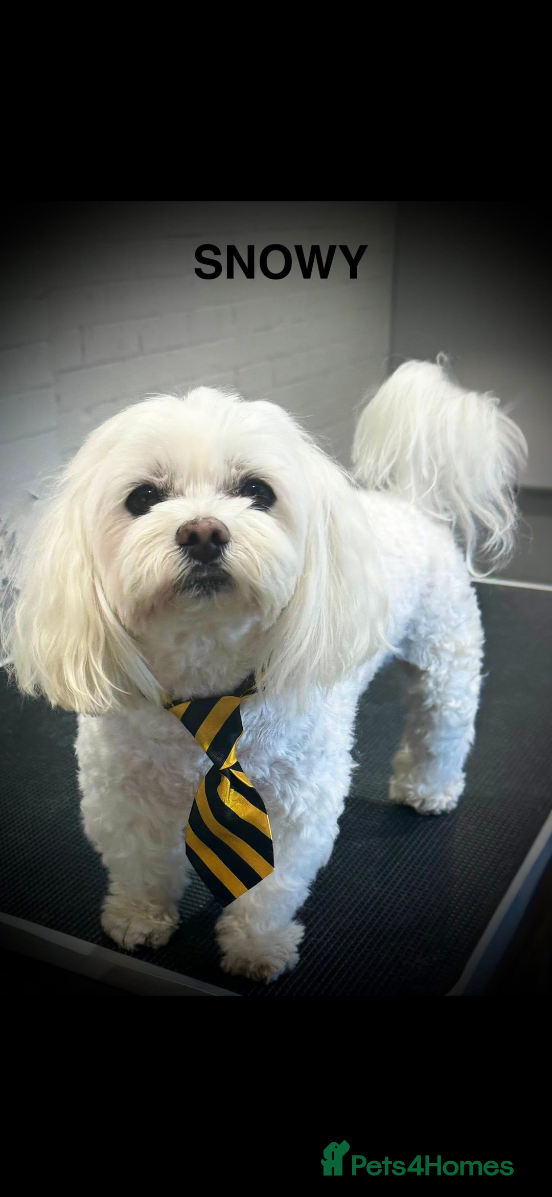 Maltipoo dogs for sale: Maltipoo puppies  - Advert 3