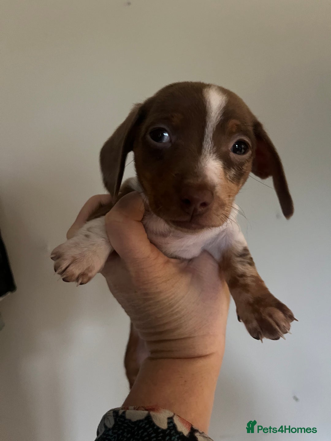 Miniature Dachshund dogs for sale: 💞Ready now Miniature dachshund 💞 - Advert 10